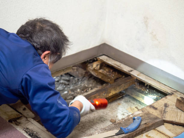 Best DIY Mold Remediation Support Services in Norwood, NC