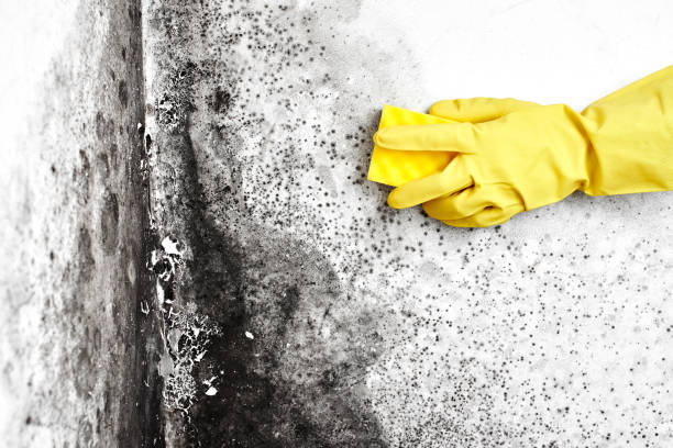 Best Industrial Mold Remediation in Norwood, NC