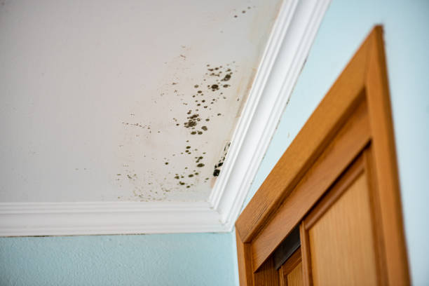 Norwood, NC Mold Remediation Company