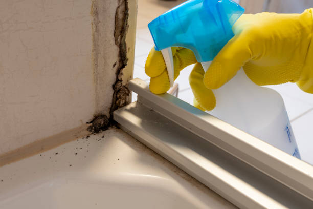 Best Residential Mold Remediation in Norwood, NC