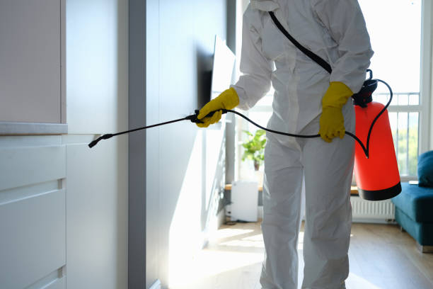 Best Black Mold Remediation in Norwood, NC