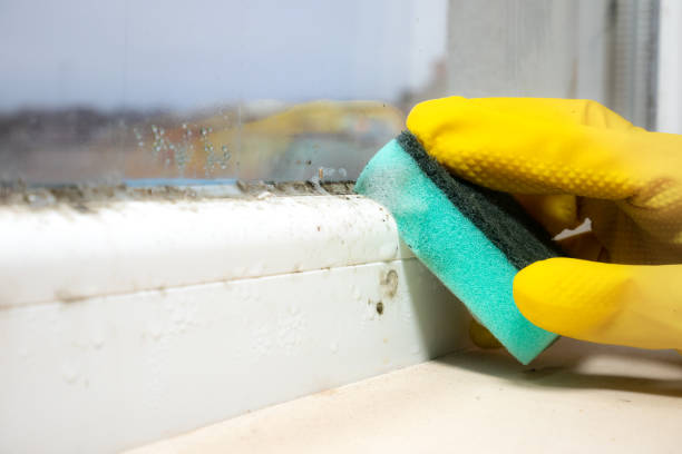 Best Insurance-Related Mold Remediation in Norwood, NC