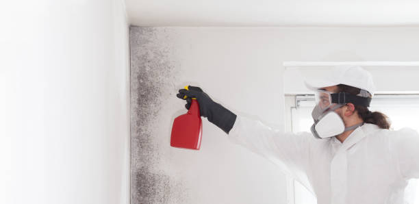 Best Emergency Mold Remediation in Norwood, NC