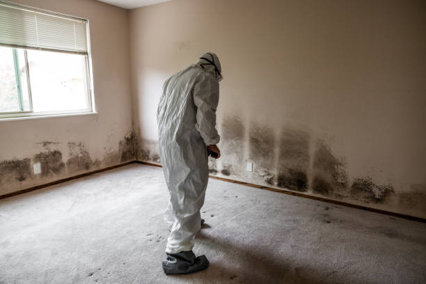 Best Attic Mold Remediation in Norwood, NC