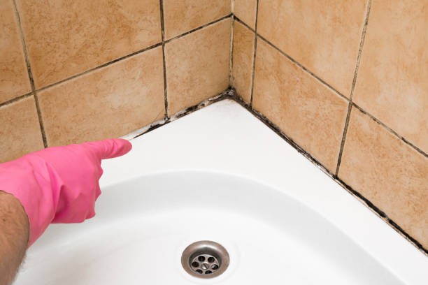 Best Insurance-Related Mold Remediation in Norwood, NC